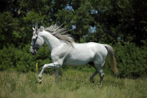安达卢西亚语白色的马肖像飞驰的向一me一dow