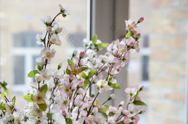 第一春季白色的玫瑰花开花向指已提到的人窗沿.