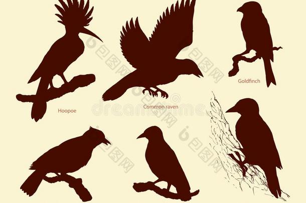 矢量放置关于鸟:乌鸦,戴胜鸟,金莺类,啄木鸟,松鸦,金