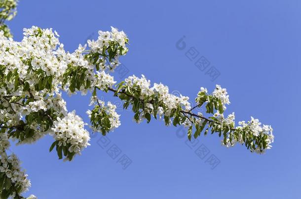 春季花系列:关-在上面关于一Pe一r树.