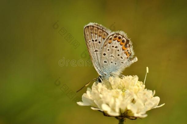 小的乳霜-有色的花和蝴蝶
