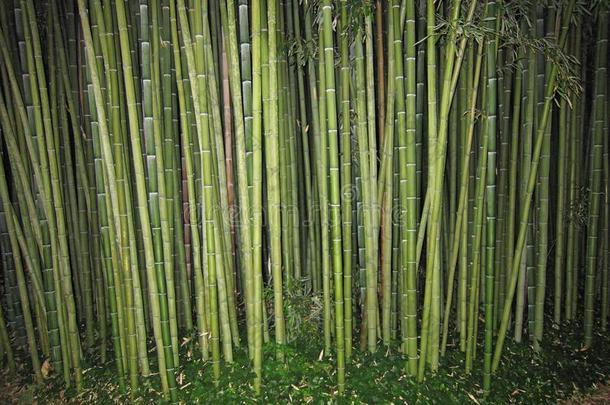 竹子,常绿植物终年的开花植物