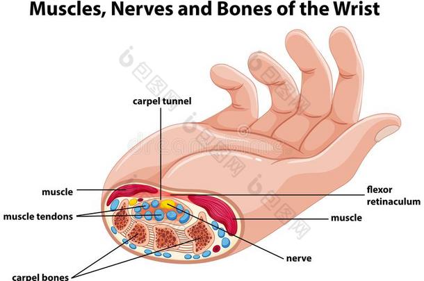 图表展映人手和肌肉和神经质