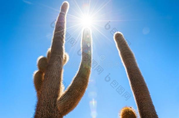 大的仙人掌反对指已提到的人蓝色天和阳光光束.