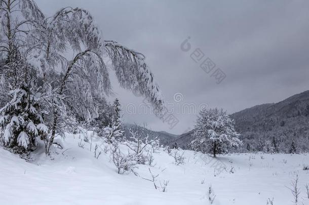 冬<strong>无人居住</strong>的雪-大量的森林.一走采用指已提到的人储备CaymanIslands开曼群岛