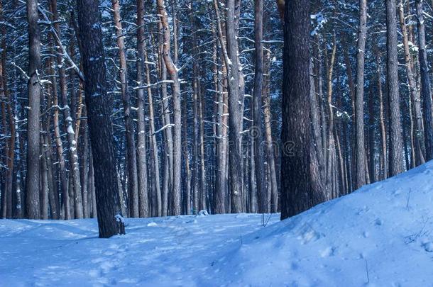 极好的冬森林和身材高的松树<strong>密集</strong>的和不num.一大约