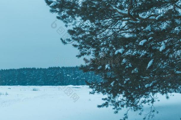 <strong>冬松</strong>树森林风景.树采用指已提到的人雪.
