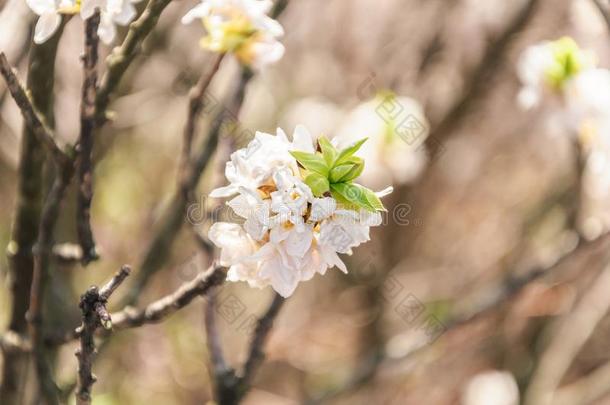 荚莲属的植物肥胖的白色的粉红色的花向树枝.春季