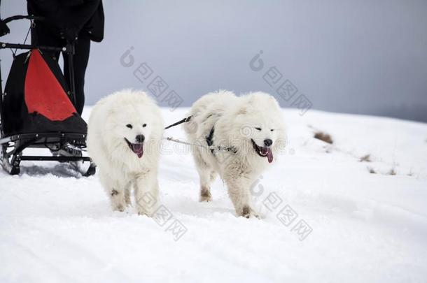 雪撬的使用和波美拉尼亚丝毛狗公狗采用罗马尼亚