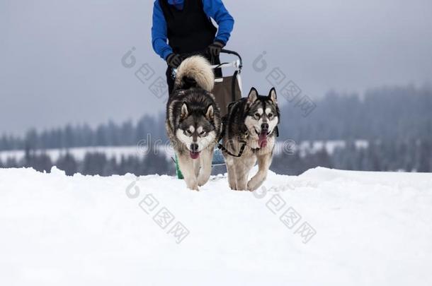 雪撬的使用和嗓子哑的公<strong>狗</strong>采用罗马尼亚