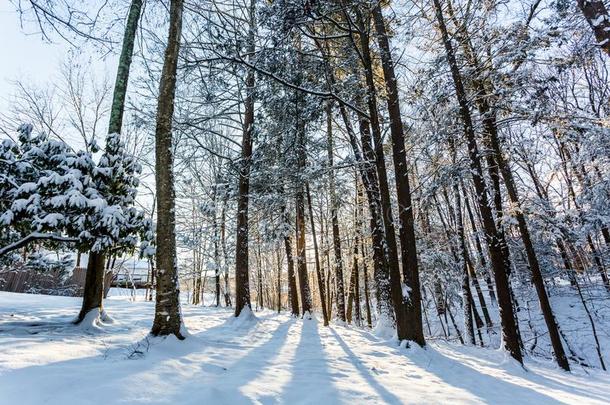 冬日出森林雪和暖和的桔子光