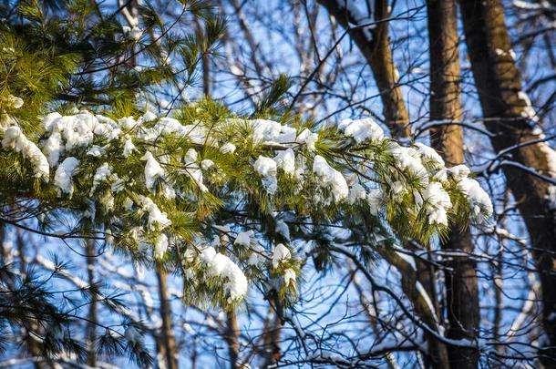 冬日出森林雪和暖和的桔子光