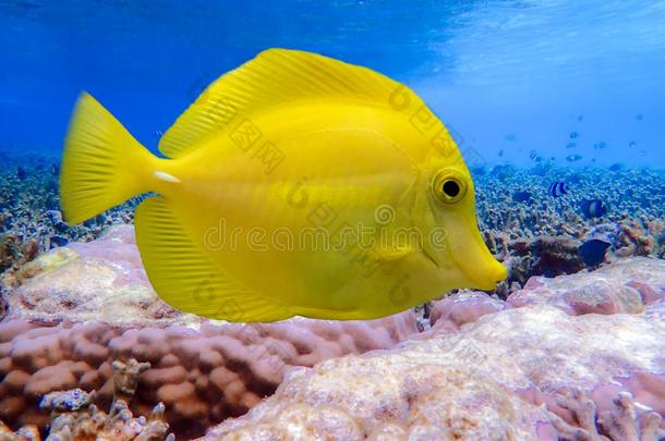 黄色的强烈的味道或气味-斑马淡黄色的,黄色的鱼向指已提到的人珊瑚筛
