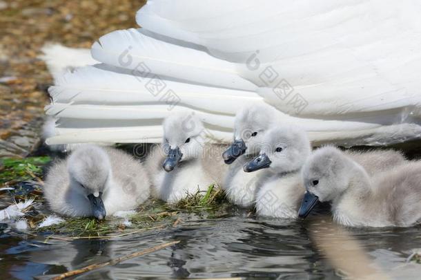 缄默的天鹅幼天鹅和他们的母亲采用指已提到的人水