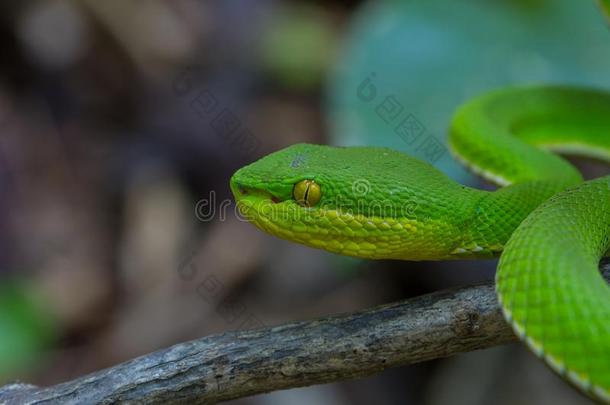 关在上面黄色的-有嘴的绿色的井蝰蛇蛇