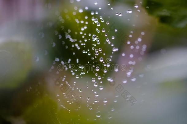 蜘蛛网满的关于水机器人后的雨,变模糊绿色的叶子