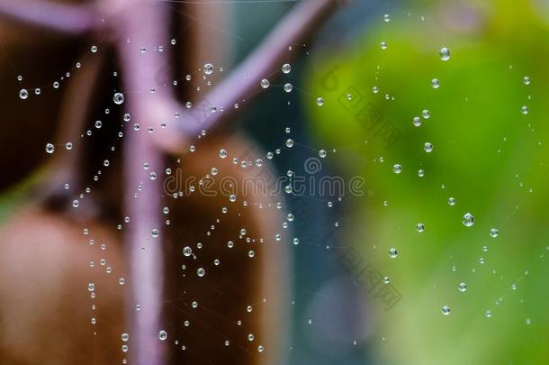 蜘蛛网满的关于水机器人后的雨,变模糊绿色的叶子