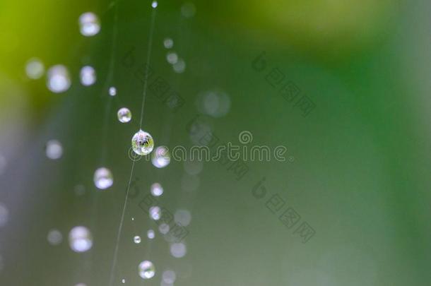 蜘蛛网满的关于水机器人后的雨,变模糊绿色的叶子