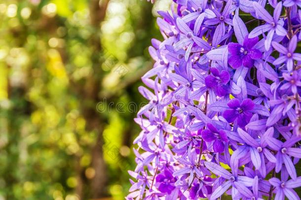 很漂亮紫色的花环藤或女王`英文字母表的第19个字母花环藤花向balls球