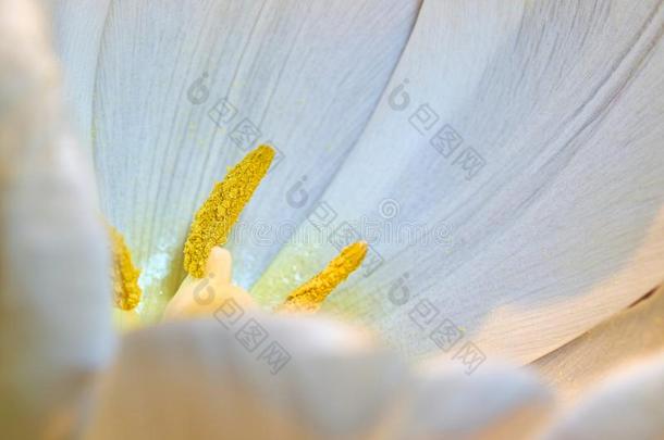 花关于一白色的郁金香