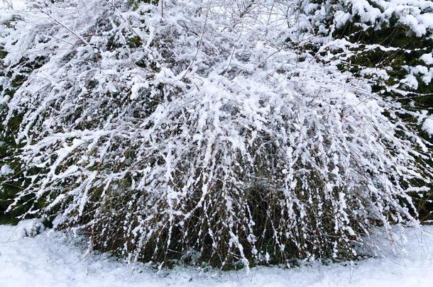 冬风景雪背景和树粗糙的冬风景