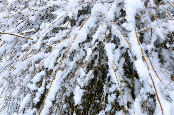 冬风景雪背景和树粗糙的冬风景