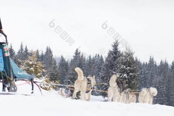 阿拉斯加州爱迪塔罗德狗拉雪橇比赛嗓子哑的雪橇竞争