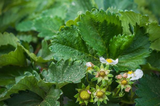 关在上面草莓绿色的叶子生长的采用农场花园和水珠英语字母表的第3个字母