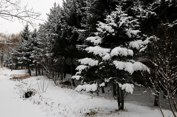 指已提到的人下雪的地球