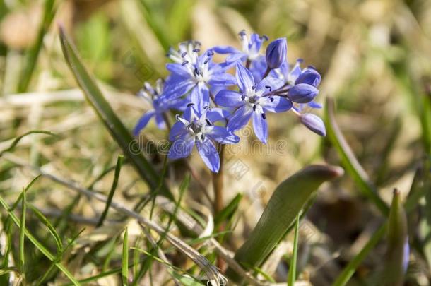 绵枣儿属植物双玉兰蓝色花采用花,两个叶子虾蛄球根的flores花