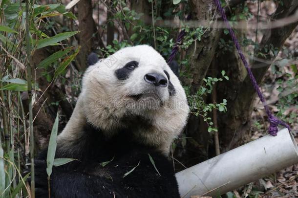 关-在上面熊猫`英文字母表的第19个字母松软的面容,成都,<strong>中国</strong>