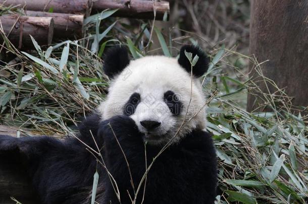 关-在上面熊猫`英文字母表的第19个字母松软的面容,成都,<strong>中国</strong>