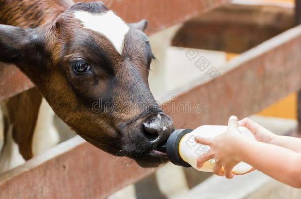 婴儿奶牛给食向奶瓶子在旁边手小孩
