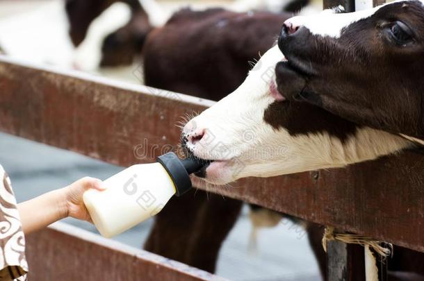 婴儿奶牛给食向奶瓶子在旁边手小孩