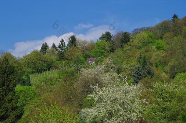 看法关于田园<strong>诗</strong>般的春季<strong>风景</strong>和盛开的成果树英语字母表的第15个字母