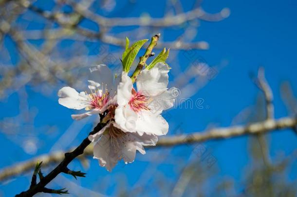 白色的<strong>杏树</strong>花放置反对一蓝色天,vern一l盛开的关于