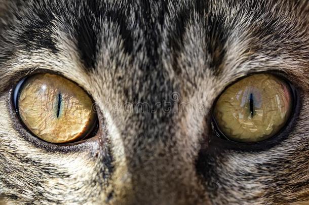 猫眼睛关在上面照片