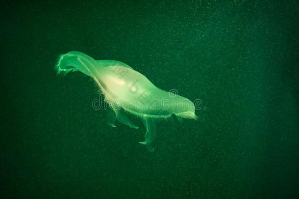 绿色的某种语气的水母采用黑暗的水