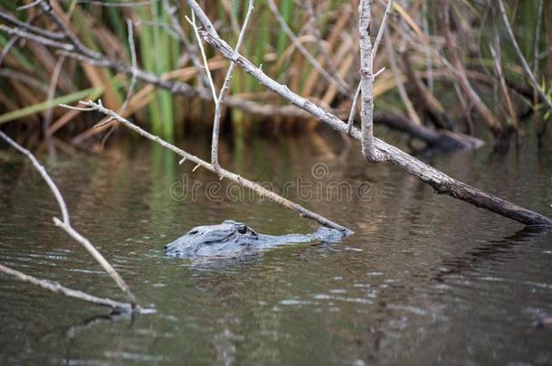 一短吻鳄在Evergles国家的公园采用弗罗里达州佛罗里达国家公园的沼泽地N在ional公园采用弗罗里达州.