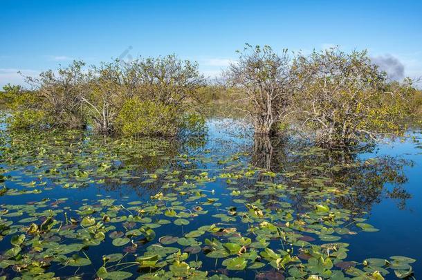 Evergles国家的公园采用弗罗里达州佛罗里达国家公园的沼泽地国家的公园采用弗罗里达州.