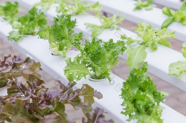 水耕法温室.有机的绿色的蔬菜沙拉采用<strong>积水</strong>