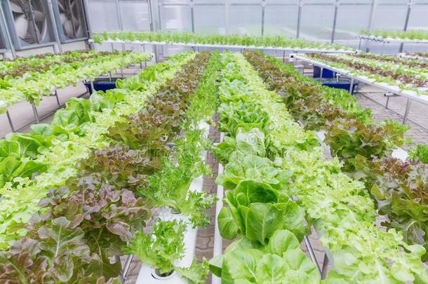 水耕法温室.有机的绿色的蔬菜沙拉采用积水
