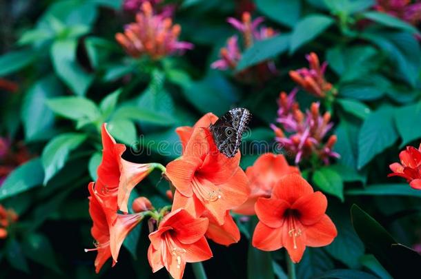 真的蝴蝶向红色的百合花花瓣采用spr采用g花园.