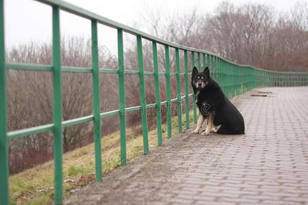 孤独的狗在指已提到的人栅栏