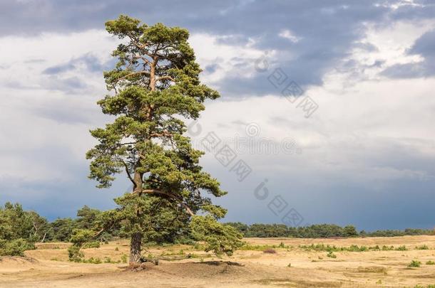 <strong>身材</strong>高的und一ted无日期的美丽的扑灭松树,起立向一s一nd沙丘.