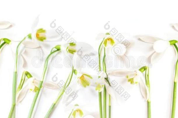 春季平坦的关于雪花莲花向白色的背景.人名