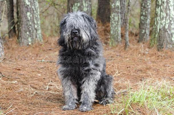 大大地灰色松软的牧羊犬类型狗一次在外面