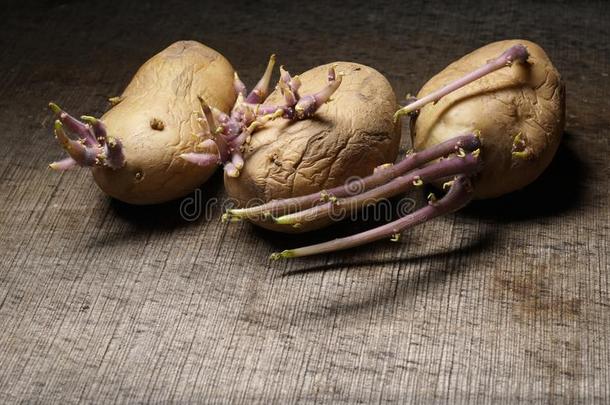 发芽马铃薯,茄属植物块茎,向木制的背景