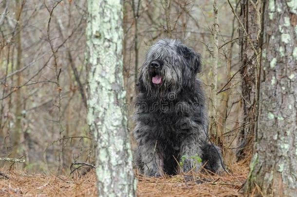 大大地灰色松软的肮脏的牧羊犬类型狗一次采用森林