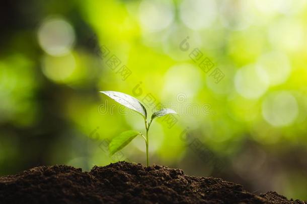 种植树树生长播种第四步种子是（be的三单形式一树.
